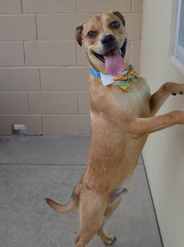 Banana -  Mixed Breed Dog for Adoption in Mckinney, Texas - Banana | PetCurious