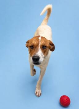 Tatiana -  Mixed Breed Dog for Adoption in Rock Springs, Wyoming - Tatiana | PetCurious