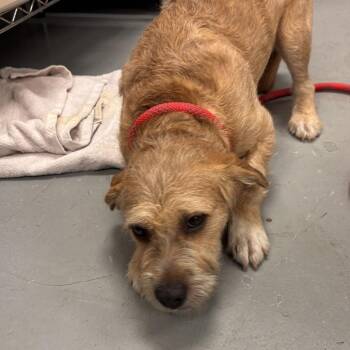 Khloe -  Mixed Breed Dog Available for Adoption in Skokie, Illinois - Khloe | PetCurious