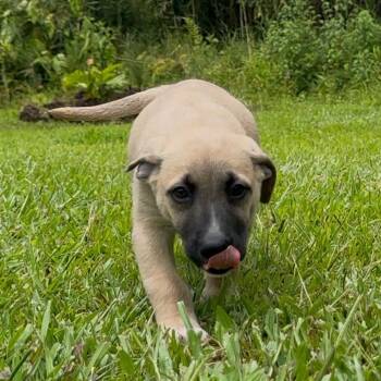 Brewery Litter: Brew -  Mixed Breed Dog for Adoption in Keaau, Hawaii - Brewery Litter: Brew | PetCurious