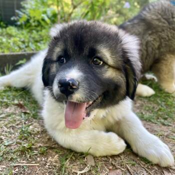 Great Pyrenees and German Shepherd Dog Dogs Available for Adoption in Fayetteville, Georgia - Boromir | PetCurious