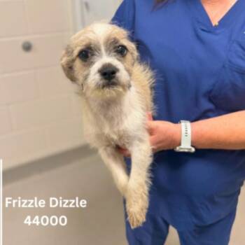 Frizzle -  Terrier Dog for Adoption in Temple Terr, Florida - Frizzle | PetCurious