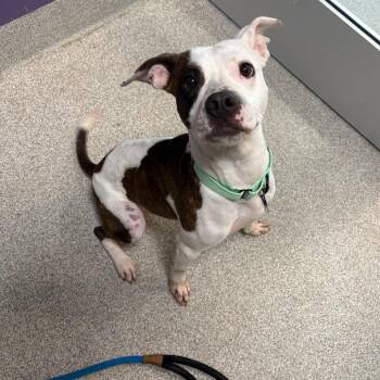 Lacey -  Pit Bull Terrier and Mixed Breed Dog for Adoption in Englewood, Florida - Lacey | PetCurious