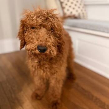 Standard Poodle and Golden Retriever Dogs Available for Adoption - Max | PetCurious