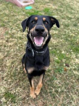 Rescue Beauceron Dogs for Adoption in Bothell, Washington - Bodhi | PetCurious