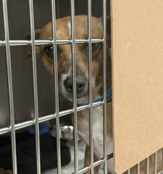 Hound Dogs Available for Adoption - Park | PetCurious