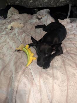 Shepherd and Mountain Dog Dogs Available for Adoption in Winter Park, Colorado - Luke | PetCurious