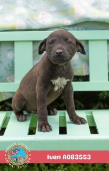 Mixed Breed Dogs Available for Adoption in West Chester, Pennsylvania - Iven | PetCurious