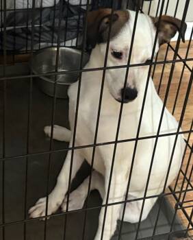 Rescue Mixed Breed Dogs for Adoption in Dalton, Georgia - Maxine | PetCurious