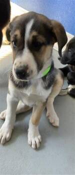 German Shepherd Dog and Mixed Breed Dogs Available for Adoption - A252375 | PetCurious