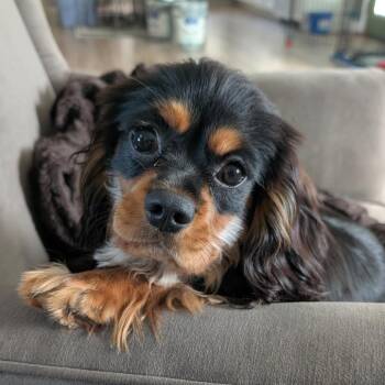 Maxwell -  Cavalier King Charles Spaniel Dog for Adoption in Cincinnati, Ohio - Maxwell | PetCurious