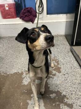 Mimi -  Rat Terrier Dog Available for Adoption in Mobile, Alabama - Mimi | PetCurious