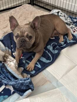 Rachael -  French Bulldog Dog for Adoption in Lakeland, Florida - Rachael | PetCurious