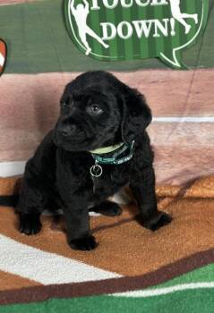 Rottweiler and Mixed Breed Dogs Available for Adoption - Quarterback | PetCurious