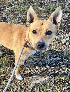 Rescue Mixed Breed Dogs for Adoption in Mckeesport, Pennsylvania - Betty | PetCurious