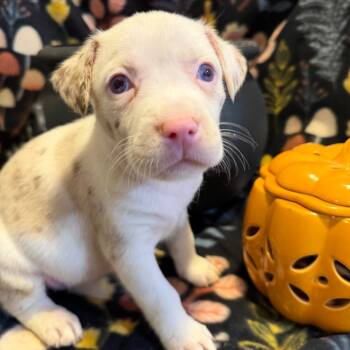 Claudia -  Mixed Breed Dog for Adoption in Fredericksburg, Virginia - Claudia | PetCurious
