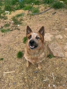 Australian Cattle Dog Blue Heeler Dogs Available for Adoption in Augusta, West Virginia - Milo | PetCurious