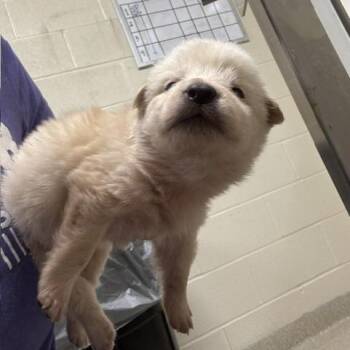 Sprout -  Shepherd and Mixed Breed Dog for Adoption - Sprout | PetCurious
