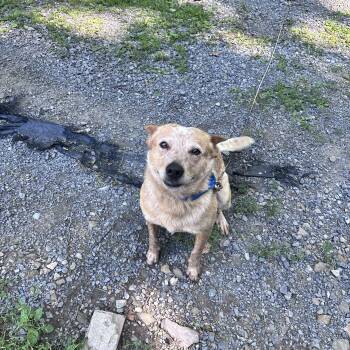 Georgie -  Cattle Dog Dog for Adoption in Grafton, West Virginia - Georgie | PetCurious