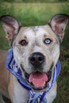 Rescue Mixed Breed Dogs for Adoption in Columbia, Tennessee - Zeus | PetCurious