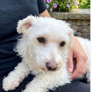 JENNY -  Poodle Dog for Adoption in Waterford, New Jersey - JENNY | PetCurious
