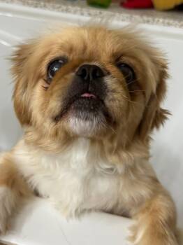 Shih Tzu Dogs Available for Adoption in Plano, Texas - Ben | PetCurious