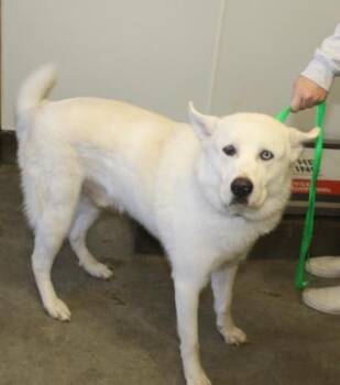 Great Pyrenees and Husky Dogs Available for Adoption - Carter | PetCurious
