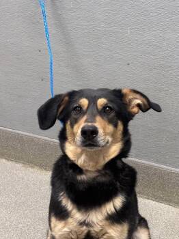 German Shepherd Dog and Beagle Dogs Available for Adoption in Las Vegas, Nevada - IRIS | PetCurious
