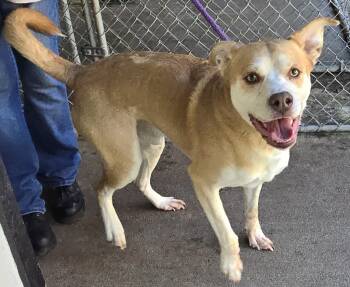 Rescue Husky and Mixed Breed Dogs for Adoption in Saint Clairsville, Ohio - Django | PetCurious