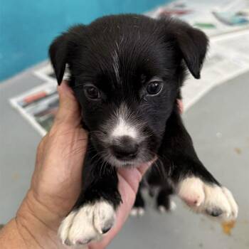 Spaniel and Chihuahua Dogs Available for Adoption in Carmel Hamlet, New York - Hank | PetCurious