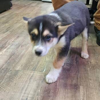 Husky and Mixed Breed Dogs Available for Adoption in Evensville, Tennessee - Heidi | PetCurious