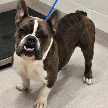 American Bully Dogs Available for Adoption - 26-44 | PetCurious