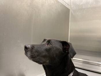 Archie -  Labrador Retriever Dog for Adoption in Houston, Texas - Archie | PetCurious