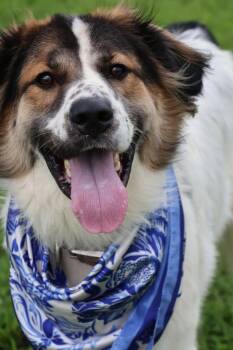 Thor -  Mixed Breed Dog for Adoption in Columbia, Tennessee - Thor | PetCurious