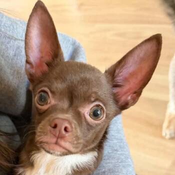 Monty -  Chihuahua Dog for Adoption in Calgary, Alberta - Monty | PetCurious