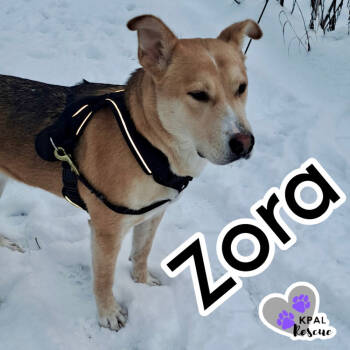 Rescue Mixed Breed Dogs for Adoption in Kenai, Alaska - Zora - States Litter Mom | PetCurious