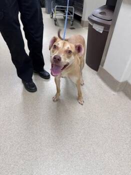 Pit Bull Terrier and Mixed Breed Dogs Available for Adoption in North Richland Hills, Texas - KALI | PetCurious