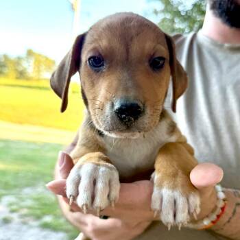 Birch -  Mixed Breed Dog for Adoption in Aberdeen, North Carolina - Birch | PetCurious
