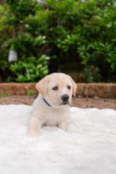 Labrador Retriever Dogs Available for Adoption in Pflugerville, Texas - Goliath | PetCurious