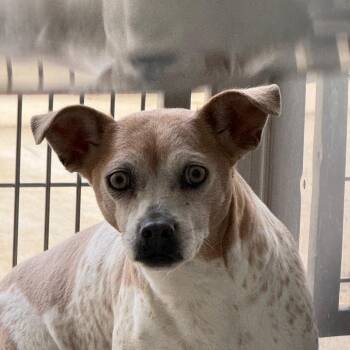 Chihuahua and Mixed Breed Dogs Available for Adoption - Molly | PetCurious