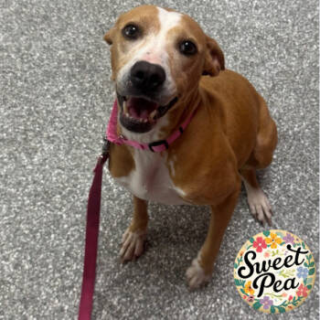 Rescue Mixed Breed Dogs for Adoption in Jupiter, Florida - Ava | PetCurious