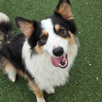Kip -  English Shepherd and Australian Shepherd Dog for Adoption in Breese, Illinois - Kip | PetCurious