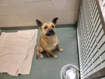 LINDA -  Mixed Breed Dog for Adoption in Santa Fe, New Mexico - LINDA | PetCurious