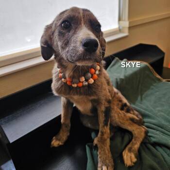 Skye -  Catahoula Leopard Dog and Mixed Breed Dog for Adoption in Madisonville, Tennessee - Skye | PetCurious