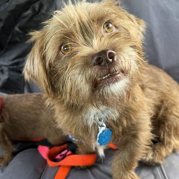 Rescue Brussels Griffon Dogs for Adoption in Tulsa, Oklahoma - Ferguson | PetCurious