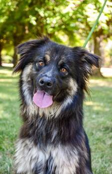 Brody -  Australian Shepherd and Mixed Breed Dog for Adoption in Yakima, Washington - Brody | PetCurious