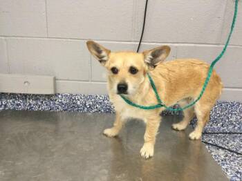 Chihuahua and Mixed Breed Dogs Available for Adoption - SCRUFFY | PetCurious