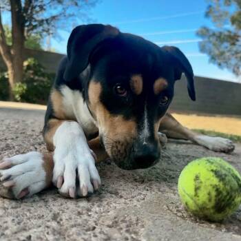 Mixed Breed Dogs Available for Adoption in Pelham, New Hampshire - Marvin  | PetCurious