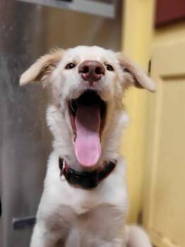 Rescue Labrador Retriever and Collie Dogs for Adoption in VERNON ROCKVL, Connecticut - Margot | PetCurious