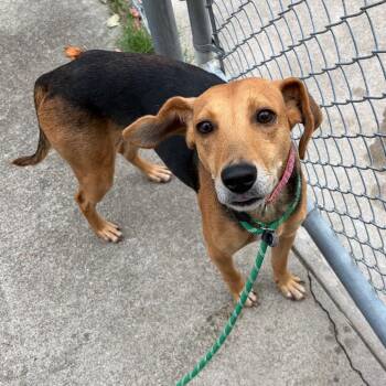 Lime -  Hound and Mixed Breed Dog for Adoption in Chesapeake, Virginia - Lime | PetCurious